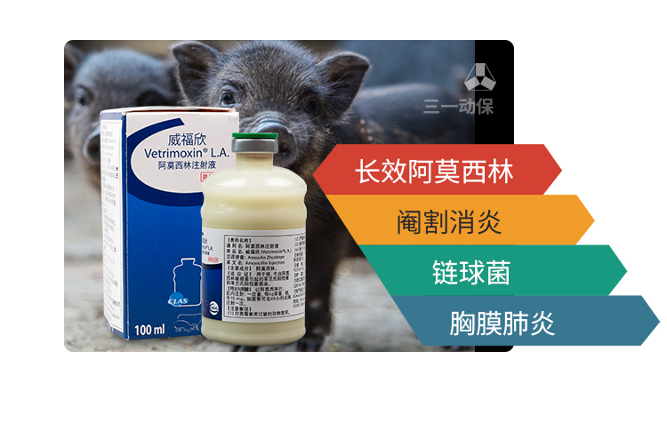 猪破伤风病最佳治疗方法,猪破伤风预防