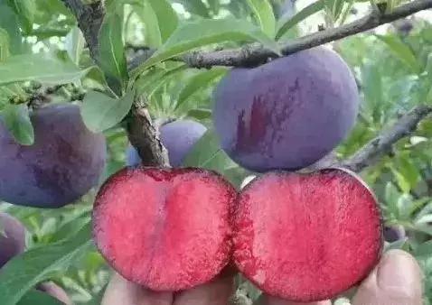 水果界新晋“网红”大盘点，2019年水果圈不为人知的赚钱新商机