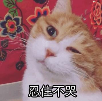 猫咪会来大姨妈吗多久来一次,猫咪来大姨妈会持续多久