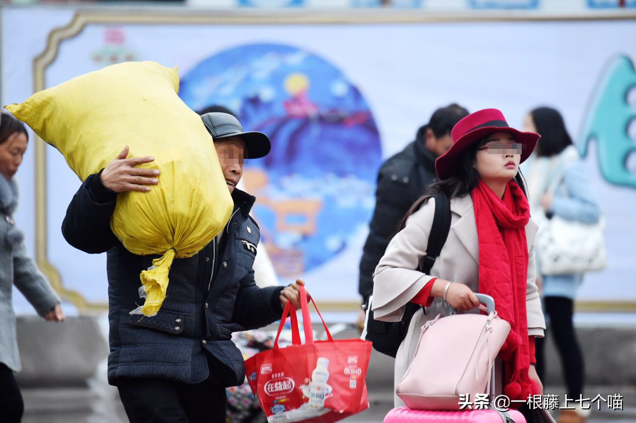 猫咪晕车怎么办，6大妙招轻松搞定，猫咪：舒服了