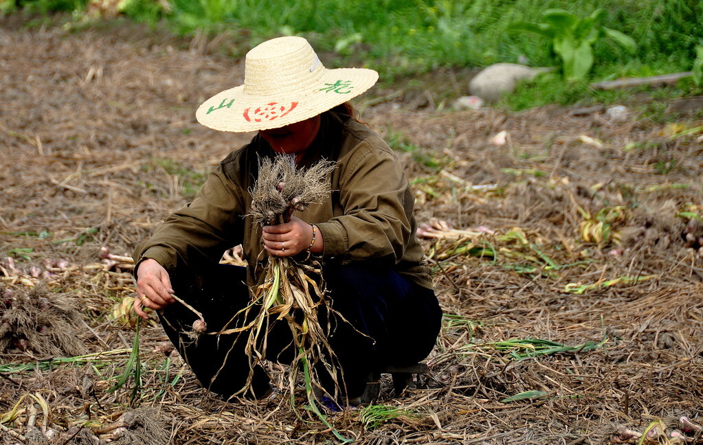 大蒜最佳采摘时间,大蒜最容易的采收法
