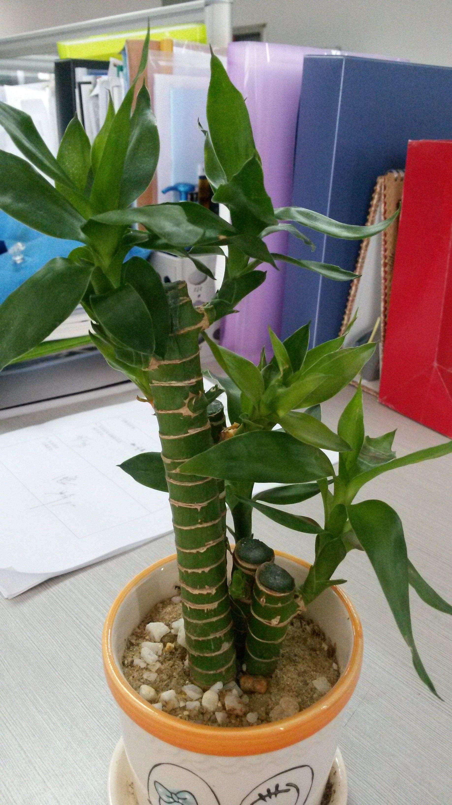 罗汉竹盆景怎么养护,观赏罗汉竹形状是啥样