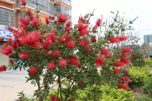 海南常见植物图解视频,海南的树木都有哪些名称