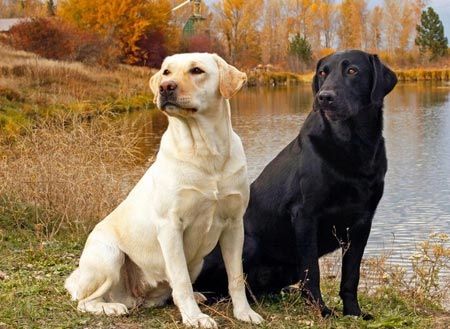 各品种犬最常见的遗传缺陷，在养待养的都看一下