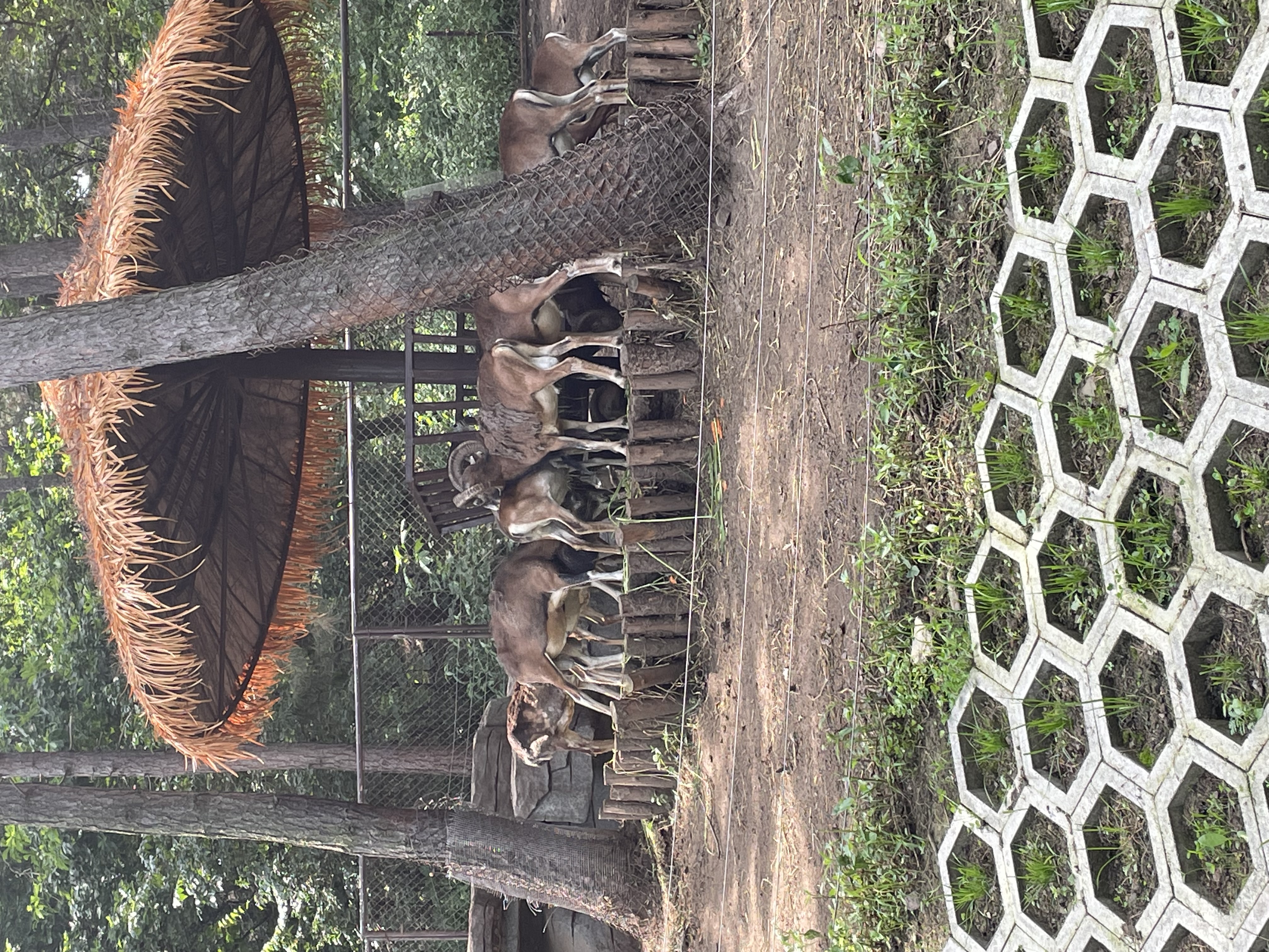 沈阳森林动物园春游,五一小长假去沈阳森林动物园游玩