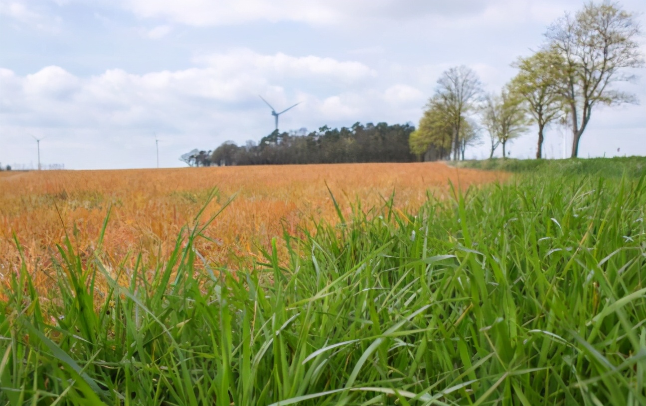 草甘膦还不会用？打后几天可以播种农药？这里一起告诉你