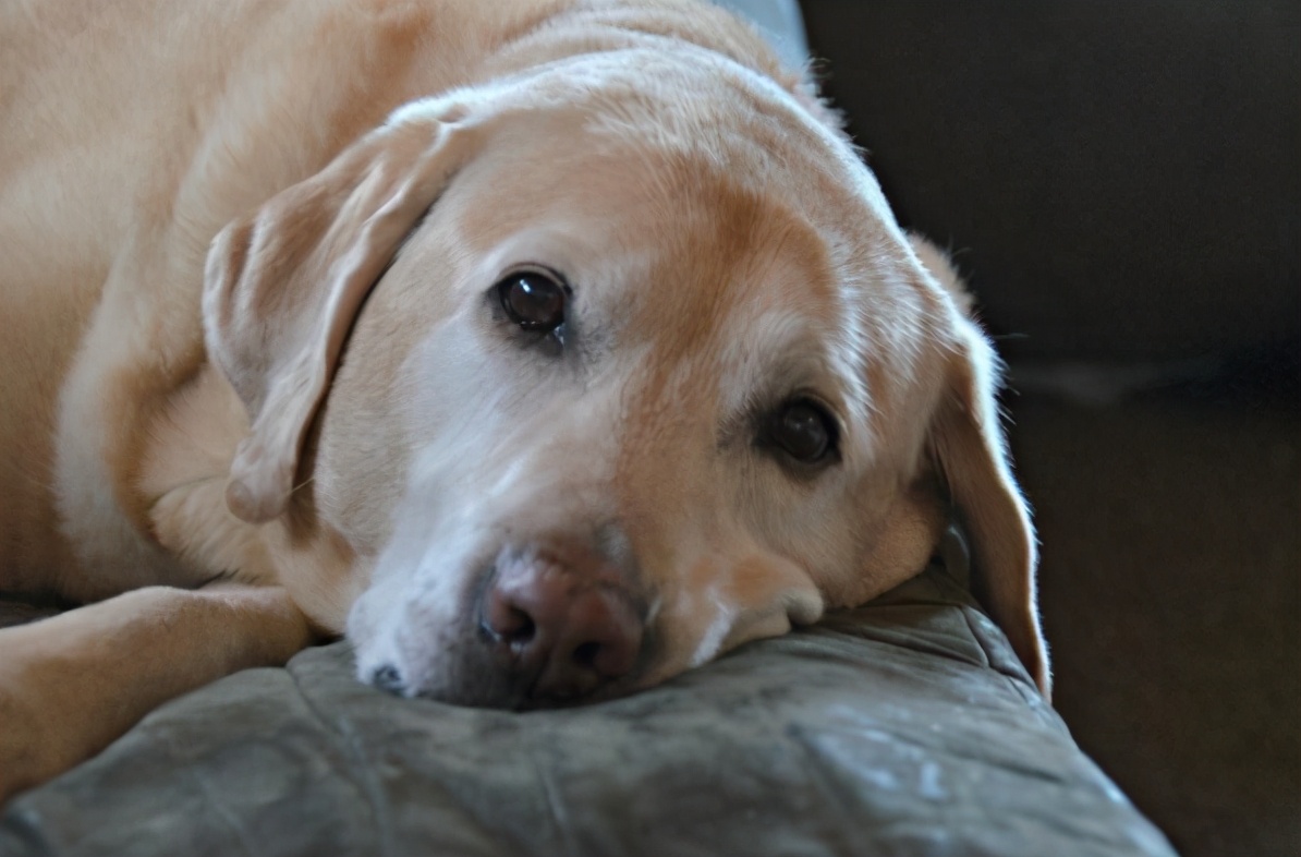 狗狗爱流泪怎么治疗,狗狗流泪的6大原因