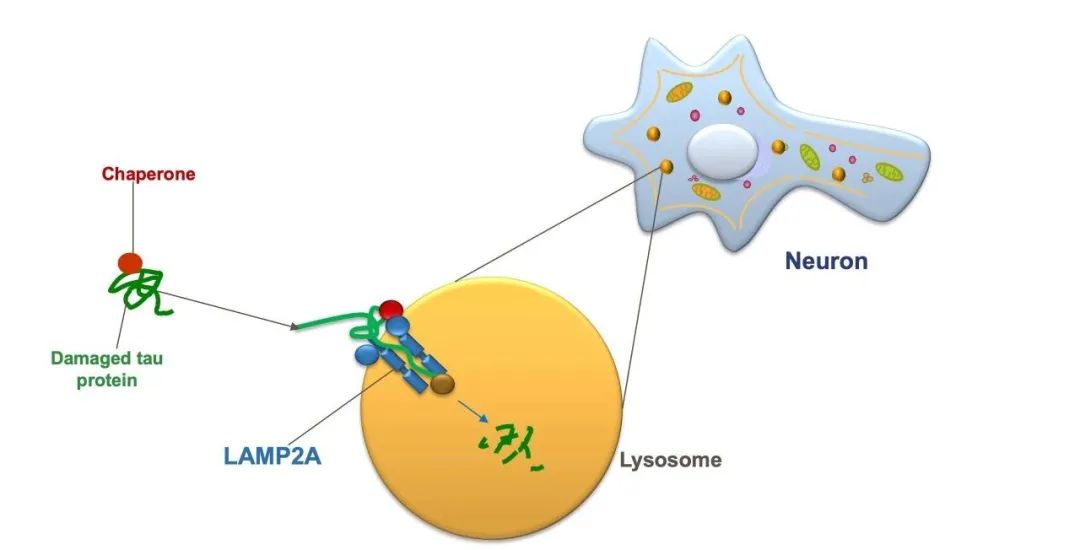 治疗阿尔茨海默病最新研究,目前抗脑衰的研究成果