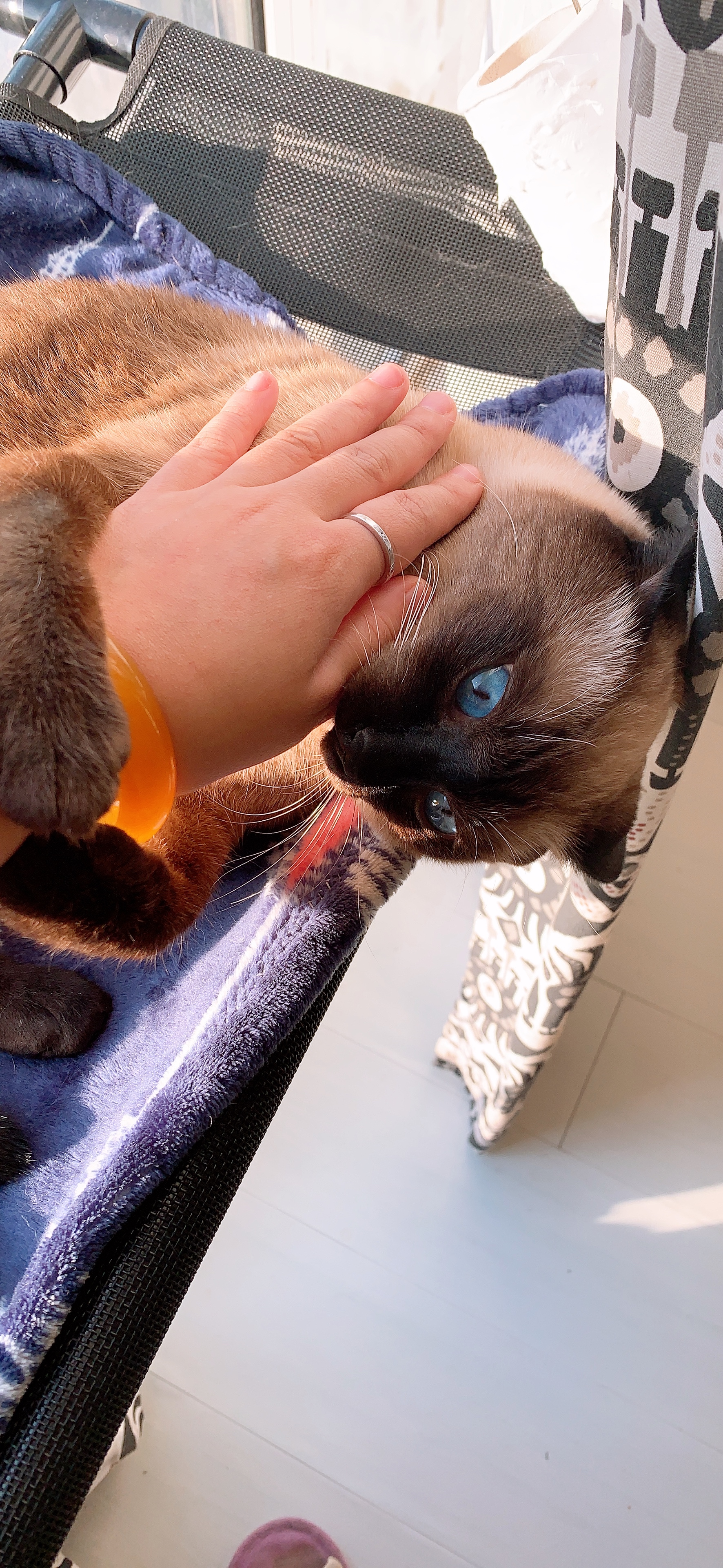 新手买猫该怎么说,新手买猫应该问什么问题