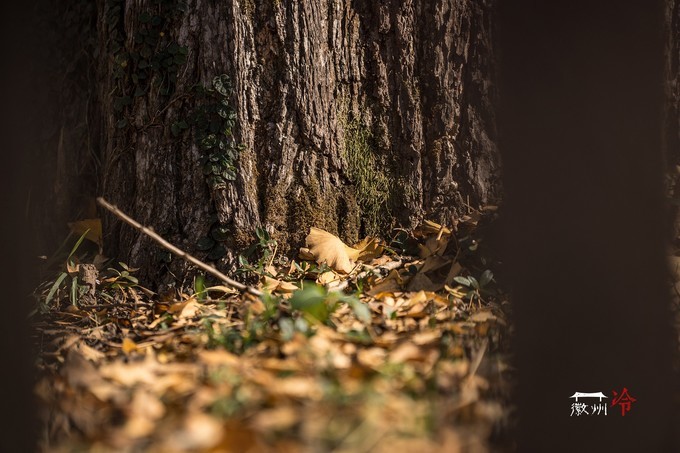 「徽州冷」宏村秋深晴少，友谊地久天