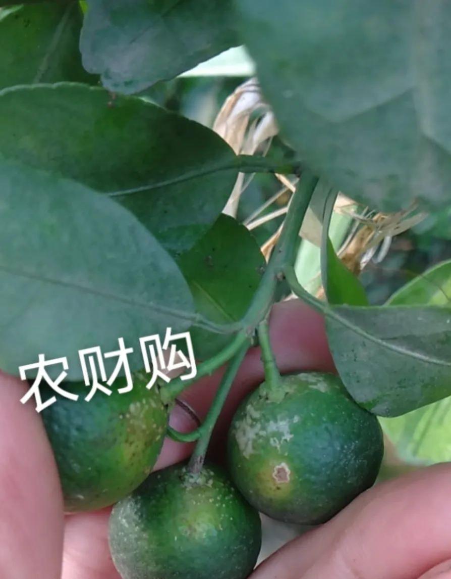 果农说，关于白癞病，走了太多弯路！总结全套方案分享，解决疑点