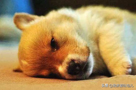 狗狗呕吐怎么治疗用什么药,狗狗呕吐怎么治喝水都吐