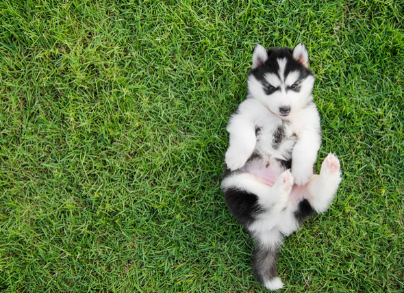 狗狗的肚脐凸起图片,狗狗脐疝鼓包为什么会漏