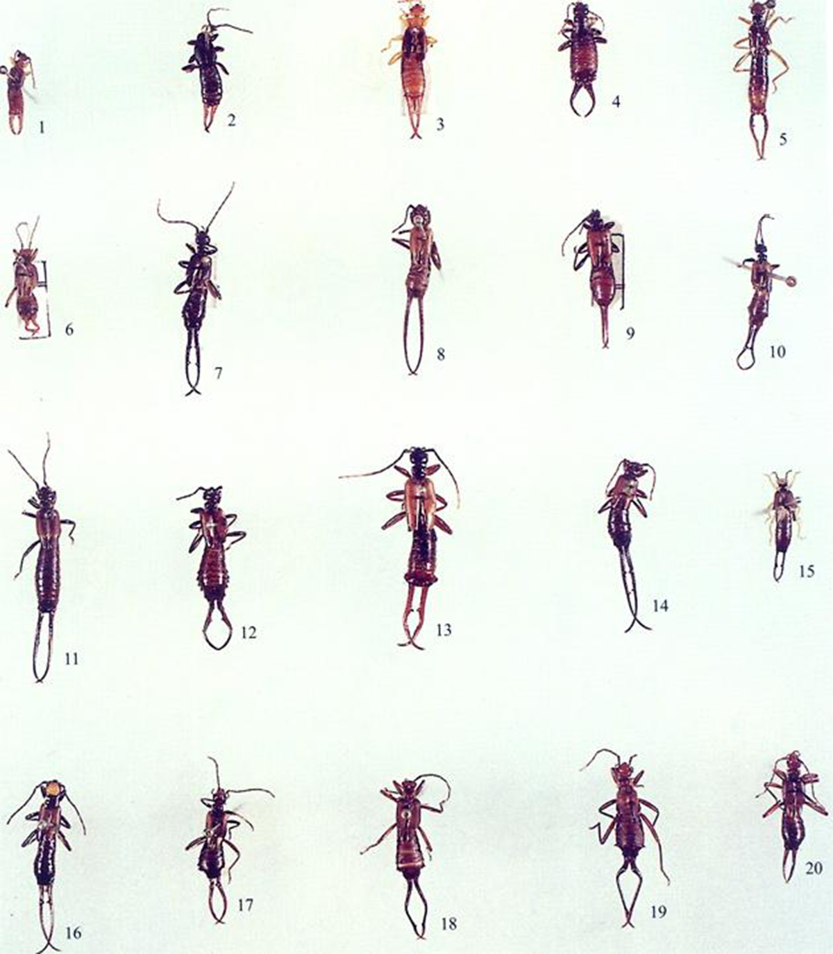 尾部长钳子的耳夹子虫,尾部带夹子的虫子