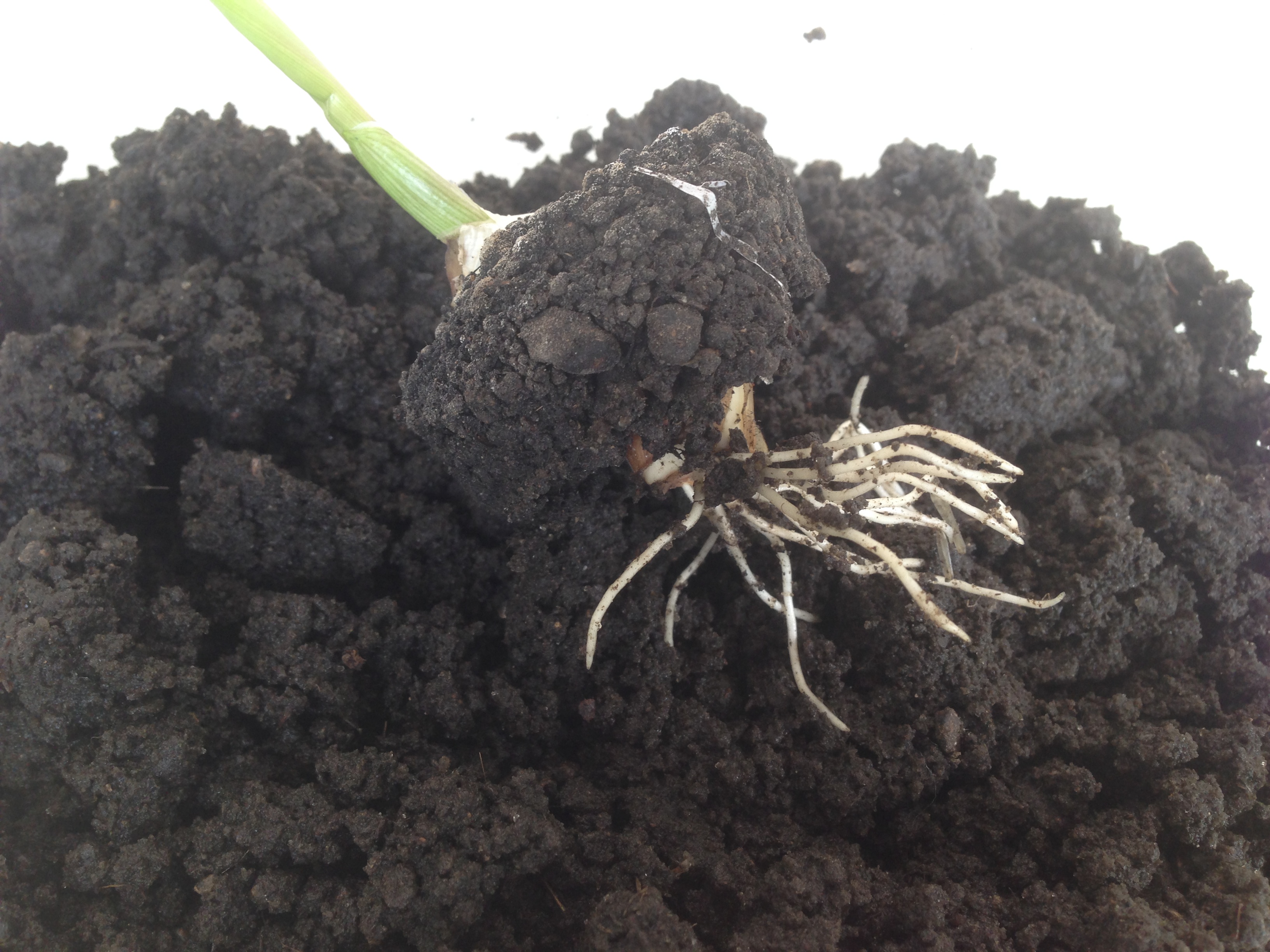 营养土不浇水直接种种子可以嘛,营养土育苗前要湿水吗