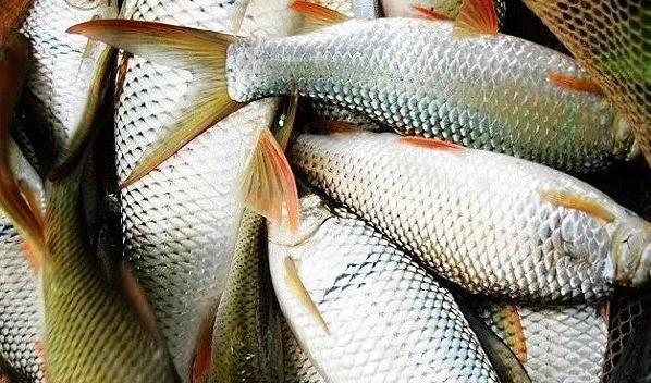 石鲮鱼怎么钓,钓鲮鱼几号钩