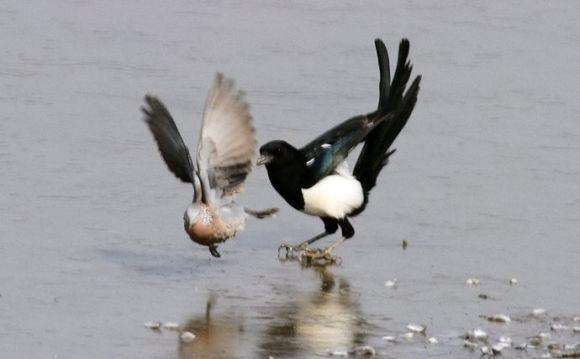 追兔捉鹰,撵兔子逮鹰的话