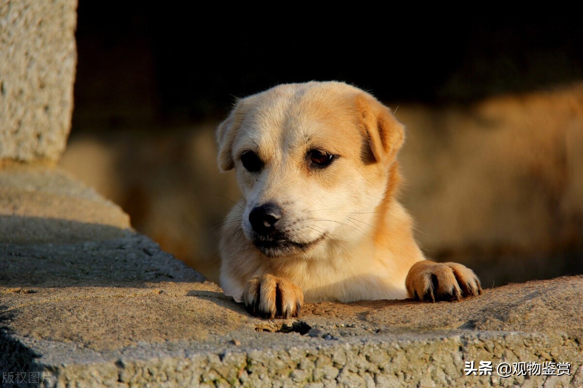 狗狗刨坑动作是什么情况,狗狗前爪刨瓷砖啥意思