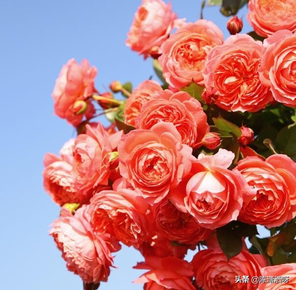 中国月季红色浓香,13种中国红月季让你美个爆