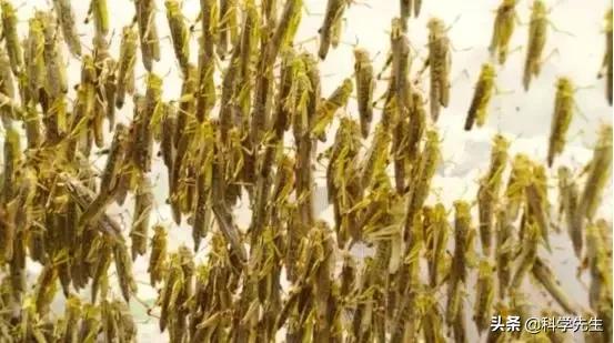 蚂蚱酱销量,销量蚂蚱