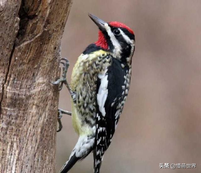 啄木鸟是怎么知道树里有害虫,啄木鸟为什么会在树上啄虫子