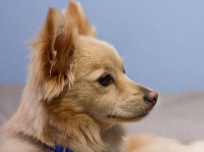 狗狗拉肚子怎么来评判是否严重,小狗拉肚子是不是吃得少造成的