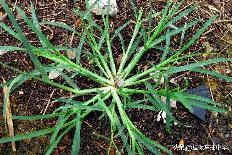 抗性杂草~牛筋草（附防除办法）