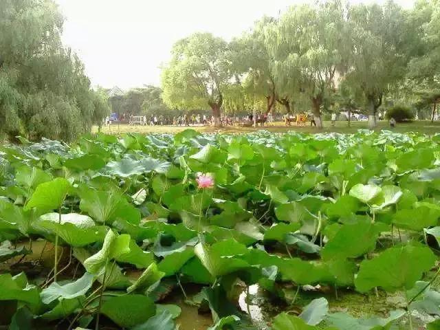 全国十大最佳赏荷好去处,沈阳赏荷花攻略