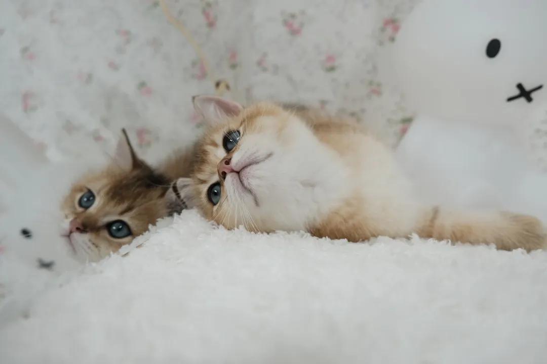 猫咪遇到危险找谁救援,猫咪被撞内伤几天恢复