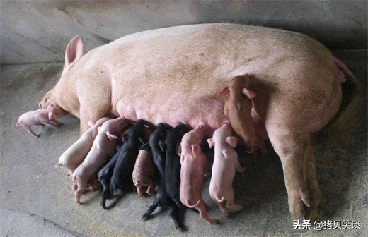 母猪子宫脱垂是什么原因,母猪临产子宫脱垂怎么办