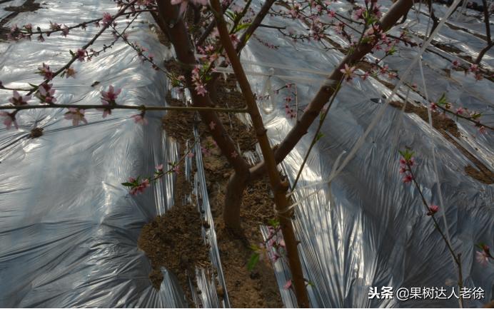 大棚桃树花期可以抹芽,大棚桃种植前景