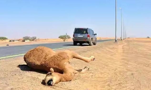 开车遇到动物如何避险,在高速上遇到大型动物该怎么办