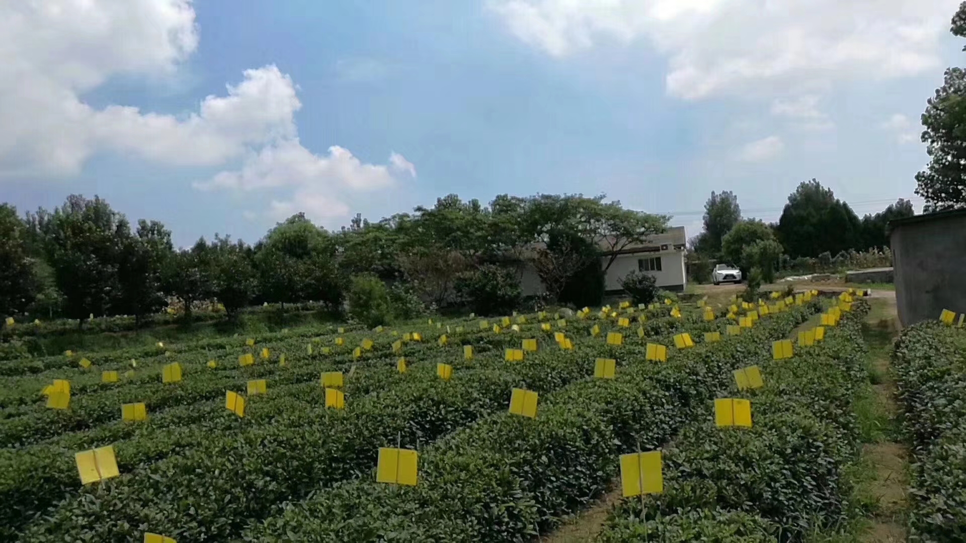 茶叶真的暴利吗,茶叶暴利是真是假