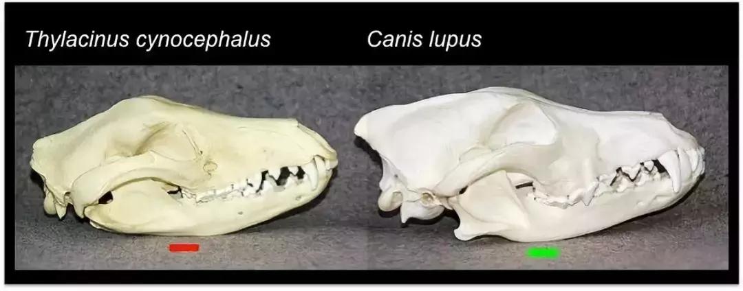 灭绝物种什么罪,灭绝动物的报应