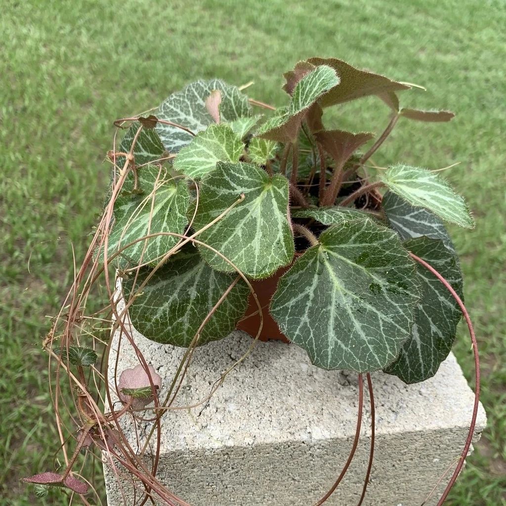 家里种什么植物好打理,看一下家里的植物怎么养