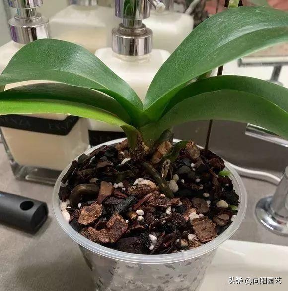 花盆里面的泥土很硬怎么办,花盆里的土特别硬怎么解决