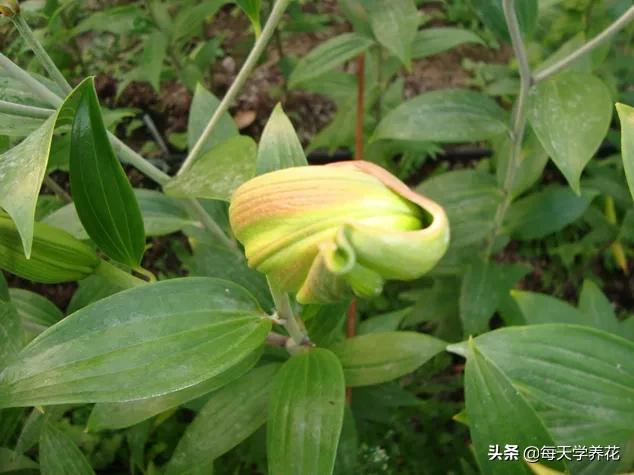 百合虫害的防治方法,百合病虫防治和管理