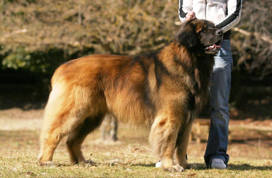 什么狗好养不容易生病能看家,土狗能看家的狗有哪些特点