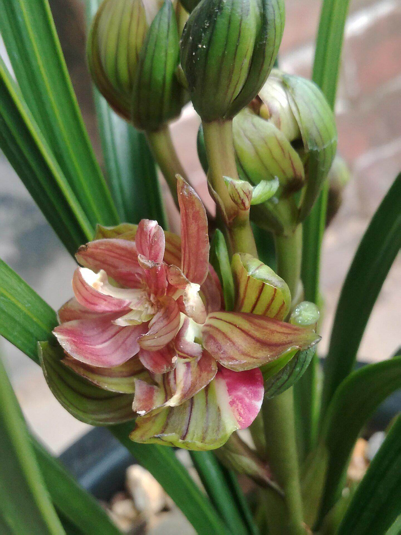 兰花粉虱怎么去除,兰花上的虱虫怎么去除