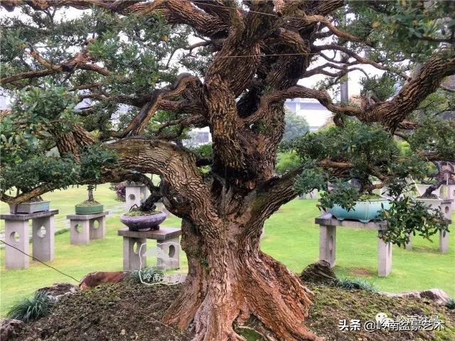 国宝级古黄杨《天人工物》的前世今生（上）