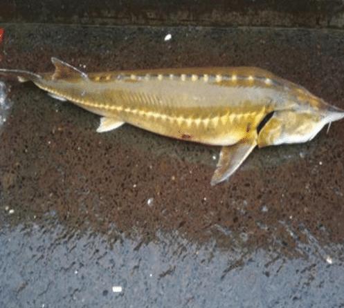 渔民误捕350斤鱼王,渔民误捕到的鱼