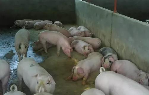 母猪妊娠阶段常见疾病,母猪感染最佳治疗方法