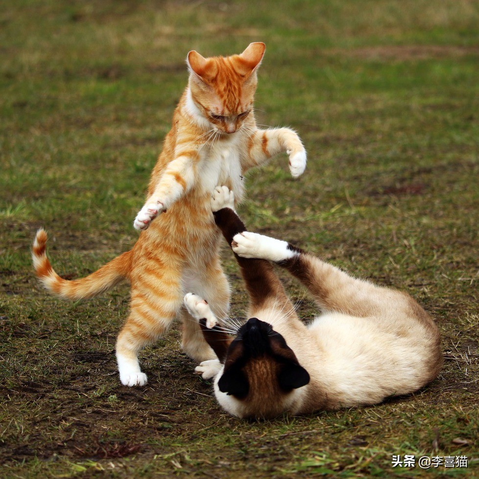 猫咪打架事件最新,近日铲屎官劝猫咪别打架