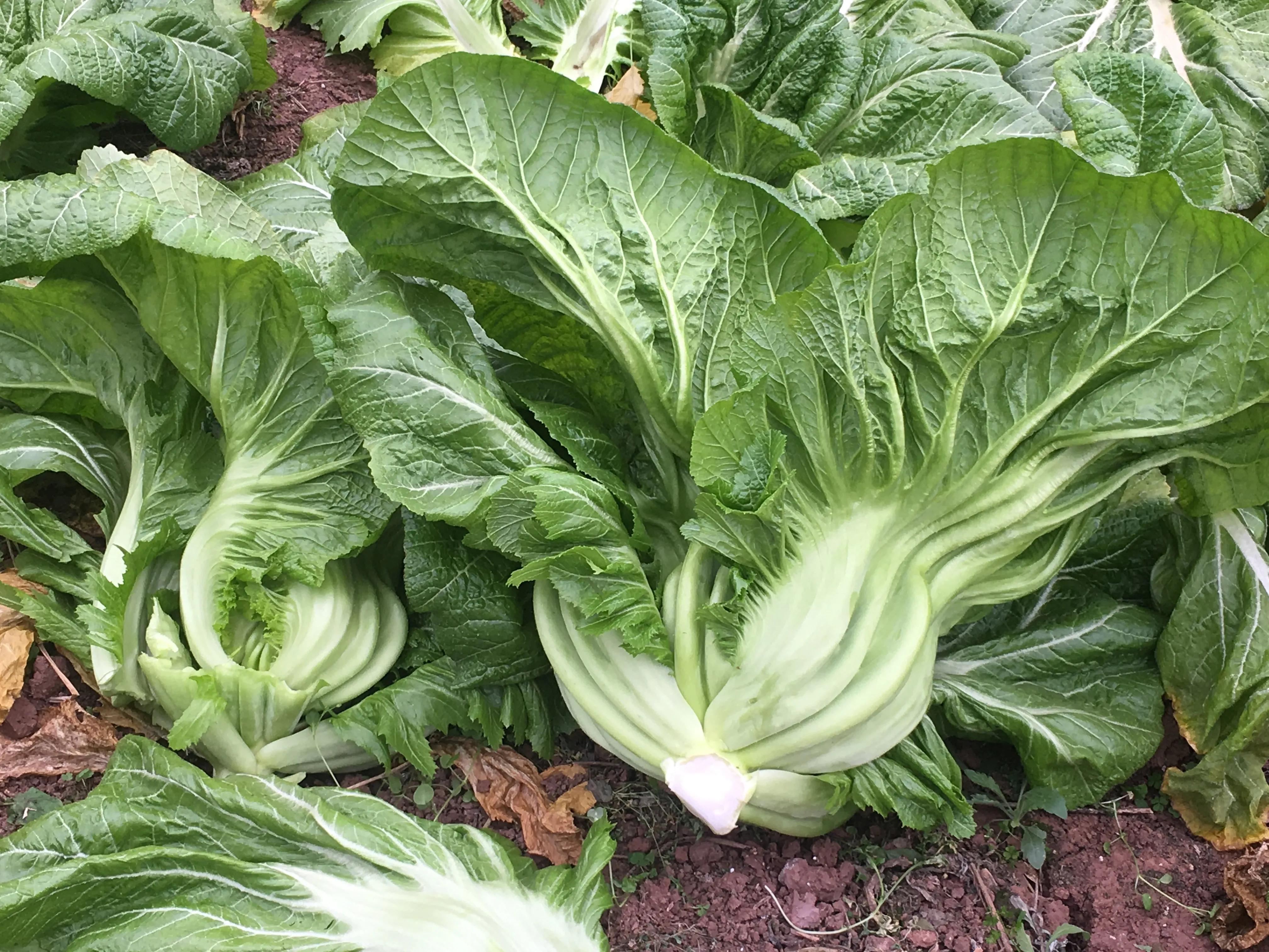 萝卜泡酸菜怎么制作,卷心菜泡酸菜的制作方法