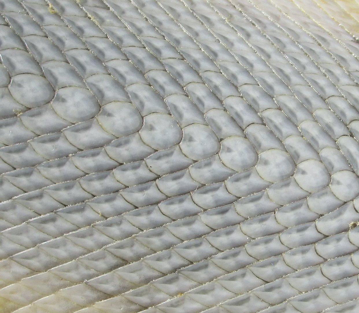 十大珍稀皮料,珍稀皮革