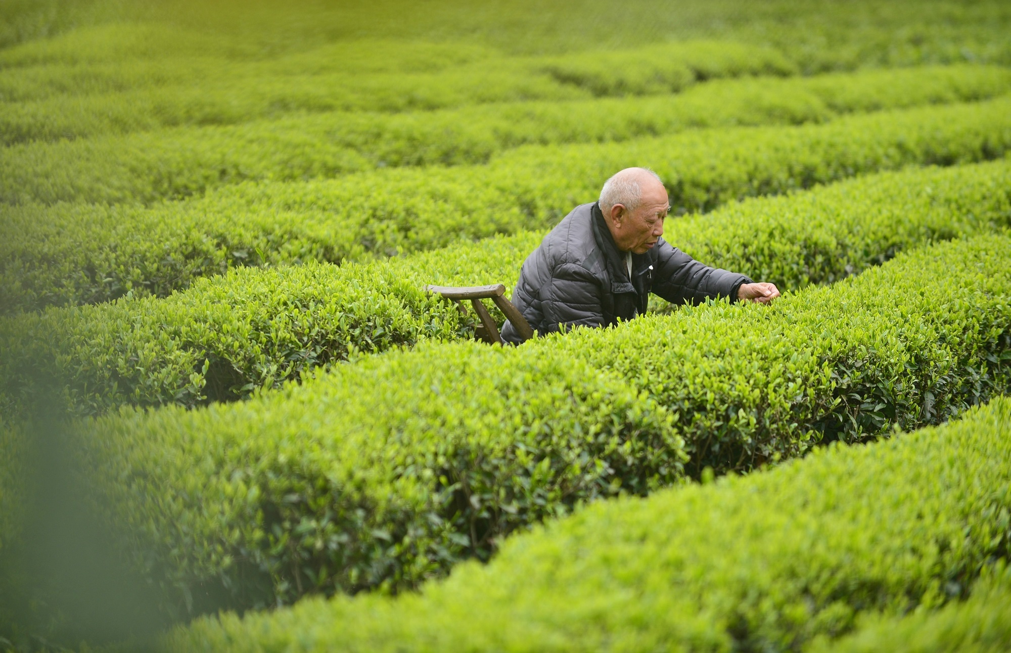 庆阳活化石叫啥,庆阳坝历史