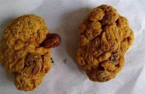 动物胎盘能吃吗,羊的胎盘能吃吗