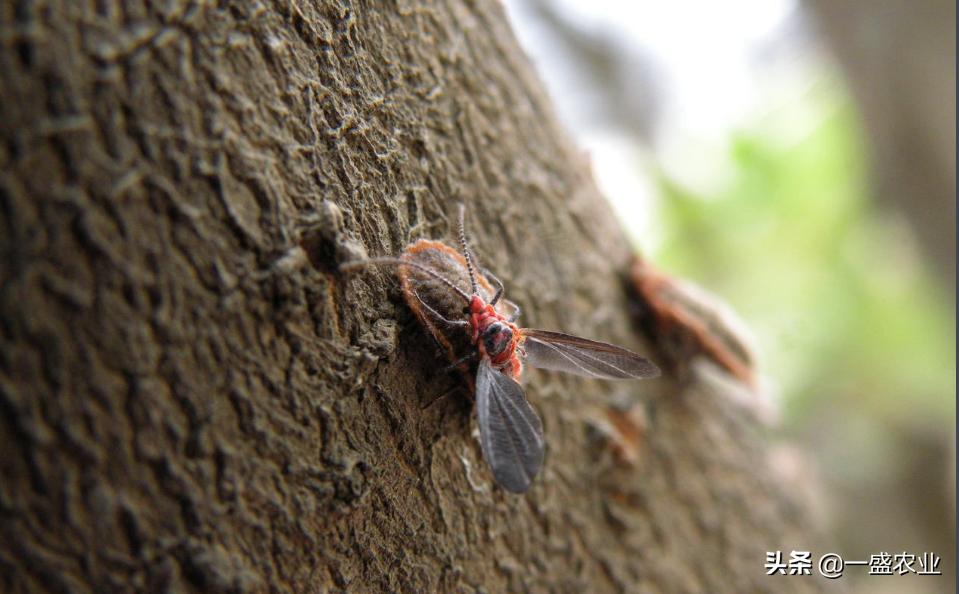 草履蚧有什么作用,草履蚧怎么防治彻底