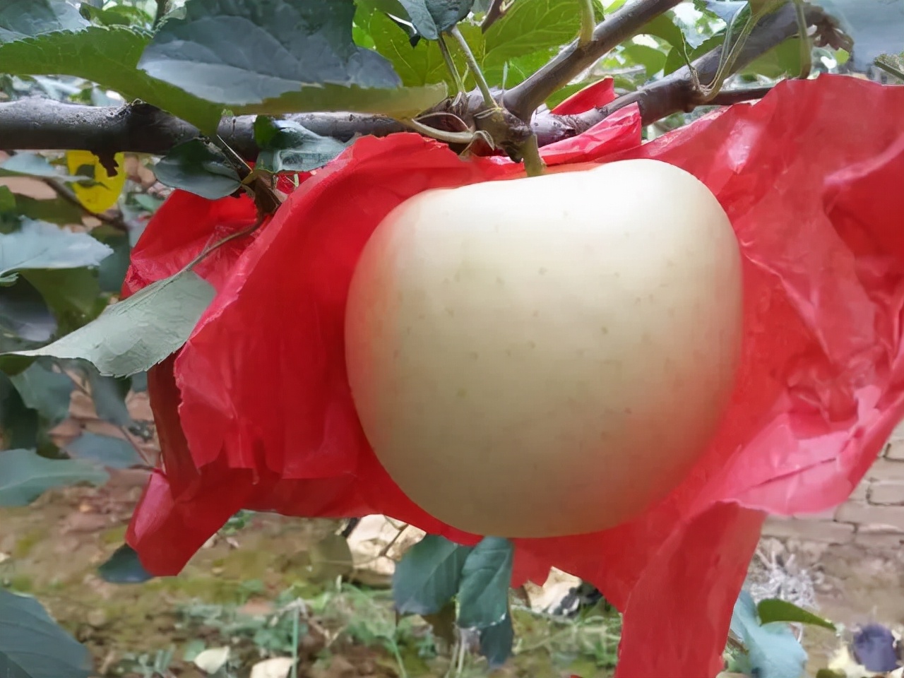 苹果脱袋后用什么药,苹果脱袋后用药方案