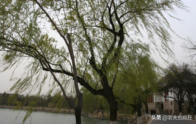 门前有柳树风水怎么说,门前栽柳树的说法